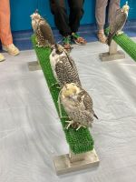 Falkenklinik, Abu Dhabi