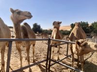 Kamelfarm, Wüste Liwa