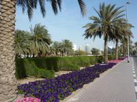 Blumenpracht in Dubai