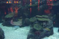 Im Aquarium