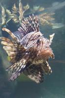 Das ist ein Fisch :-)