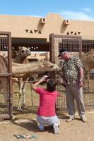 Auf dem Kamelmarkt