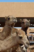 Die 3 vom Kamelmarkt