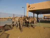 Al Ain Kamelmarkt