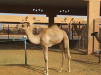 Al Ain Kamelmarkt