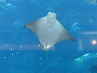 Dubai Mall Aquarium