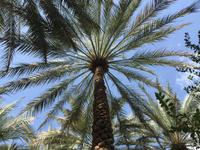 354 Oase Al Ain