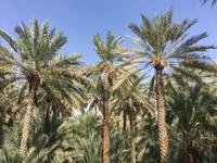 359 Oase Al Ain
