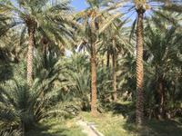 360 Oase Al Ain