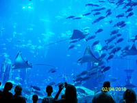 Soviel Fische auf einmal...