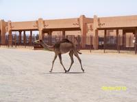 Danach halten wir auf dem Kamelmarkt