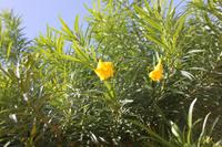 Sheik Zayed Palast, Al Ain