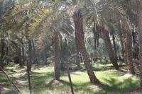Palmengarten, Al Ain