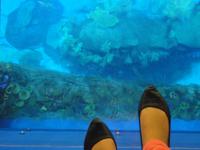 Blick auf das Aquarium Dubai Mall