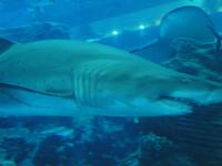 Dubai Aquarium (4)