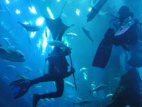 Dubai Aquarium (6)