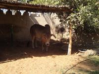 Heritage Village (5)