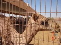 Kamelmarkt (2)