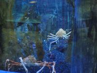 Unterwasserzoo Dubai Mall (16)