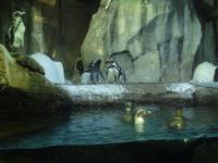 Unterwasserzoo Dubai Mall (17)