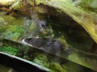 Unterwasserzoo Dubai Mall (8)