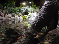 Unterwasserzoo Dubai Mall (9)