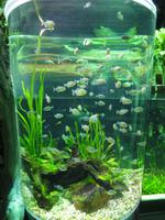 Unterwasserzoo Dubai Mall