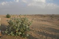 0064 Wüsten-Jeep-Safari