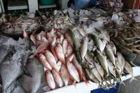 0098 auf dem Fischmarkt in Sharjah