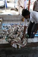 0099 auf dem Fischmarkt in Sharjah