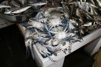 0100 auf dem Fischmarkt in Sharjah