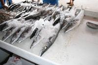 0101 auf dem Fischmarkt in Sharjah