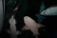 0134 im Aquarium-Tunnel