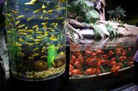 0140 im Unterwasser-Zoo in der Dubai-Mall