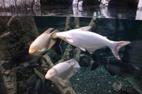 0142 im Unterwasser-Zoo in der Dubai-Mall