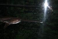 0143 im Unterwasser-Zoo in der Dubai-Mall