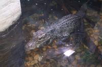 0144 im Unterwasser-Zoo in der Dubai-Mall