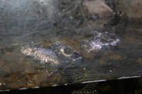 0145 im Unterwasser-Zoo in der Dubai-Mall