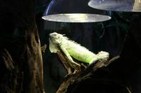 0148 im Unterwasser-Zoo in der Dubai-Mall