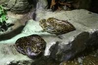 0149 im Unterwasser-Zoo in der Dubai-Mall