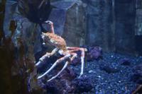 0154 im Unterwasser-Zoo in der Dubai-Mall