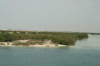 0180 Mangrovengebiet in Abu Dhabi