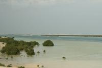 0181 Mangrovengebiet in Abu Dhabi