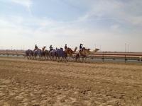 0278 an der Kamelrennstrecke