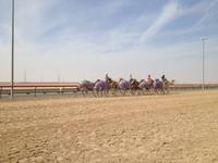 0279 an der Kamelrennstrecke