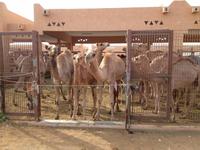 0294 auf dem Kamelmarkt in Al Ain