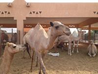 0297 auf dem Kamelmarkt in Al Ain