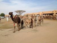 0298 auf dem Kamelmarkt in Al Ain
