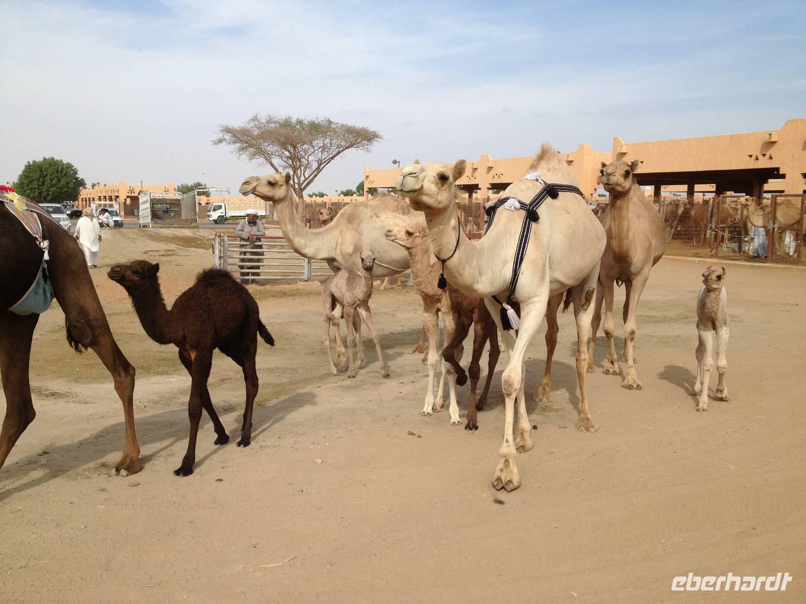 0299 auf dem Kamelmarkt in Al Ain
