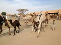 0299 auf dem Kamelmarkt in Al Ain